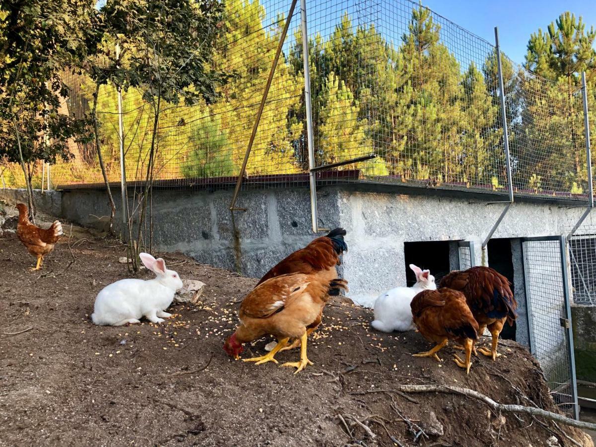 Villa Casa Da Quinta Da Prelada Simao Celorico De Basto Esterno foto